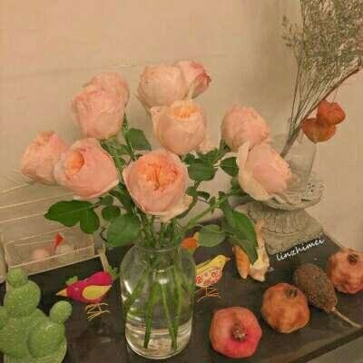 植物对抗僵尸无敌版